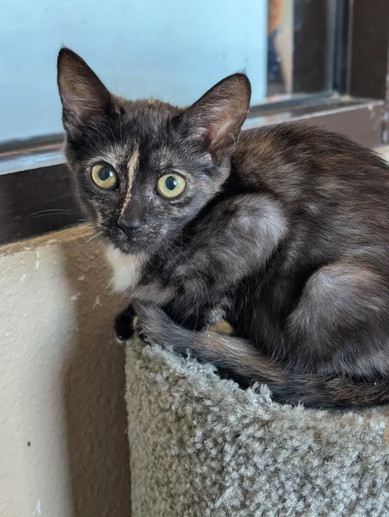 A baby small-sized female Domestic Short Hair cat named Magic for adoption in New Braunfels, TX