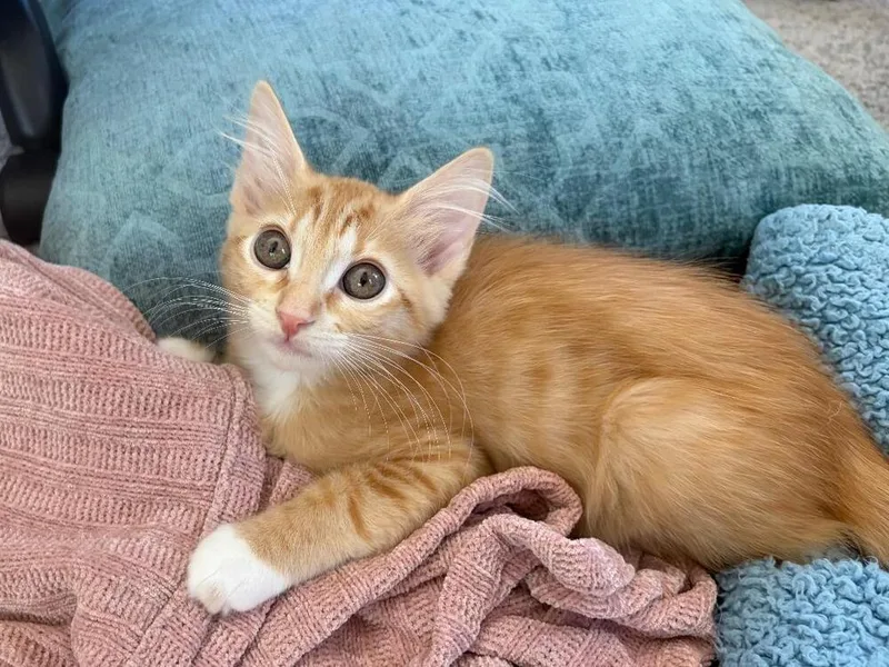 A baby medium-sized female Domestic Short Hair cat named Sunny for adoption in Oceanside, CA
