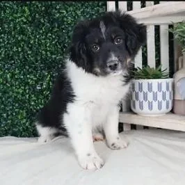 An adult medium-sized male Black Australian Shepherd dog named Sammi for adoption in Ada, MN