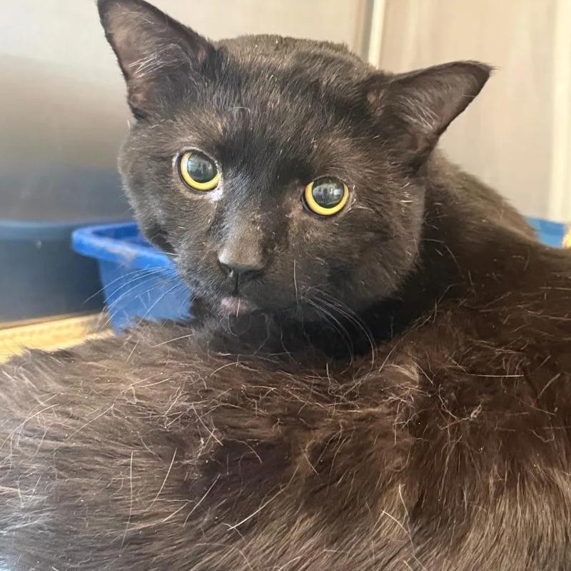An adult medium-sized male Black Domestic Short Hair cat named Lenox for adoption in Concord, NH