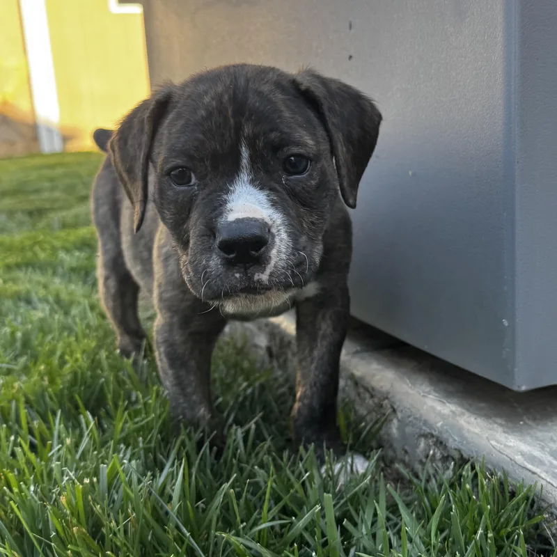A baby medium-sized male Brindle Terrier dog named Button for adoption in Rock Hill, SC