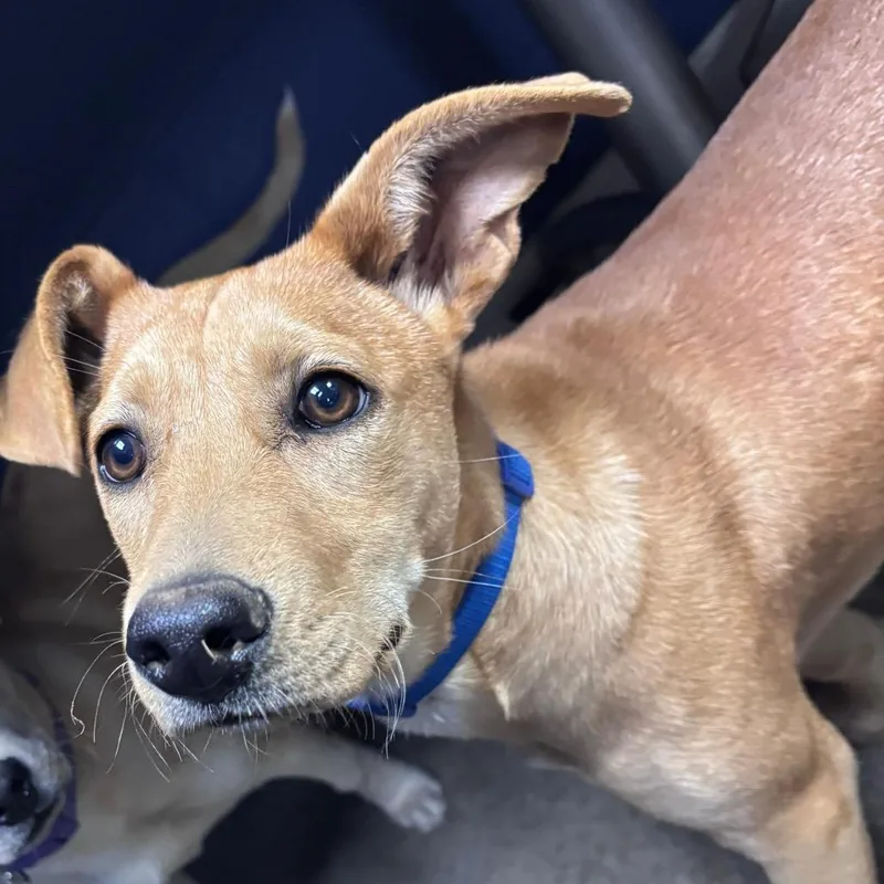 A young medium-sized female White / Cream Mixed Breed dog named Cuddy for adoption in Wantagh, NY