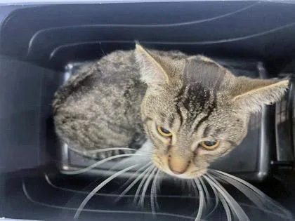 An adult large-sized male Domestic Short Hair cat named Jenkins for adoption in Fishers, IN