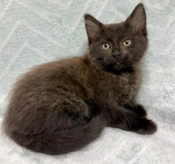 A young medium-sized male Black Domestic Short Hair cat named Allister for adoption in Miller Beach, IN