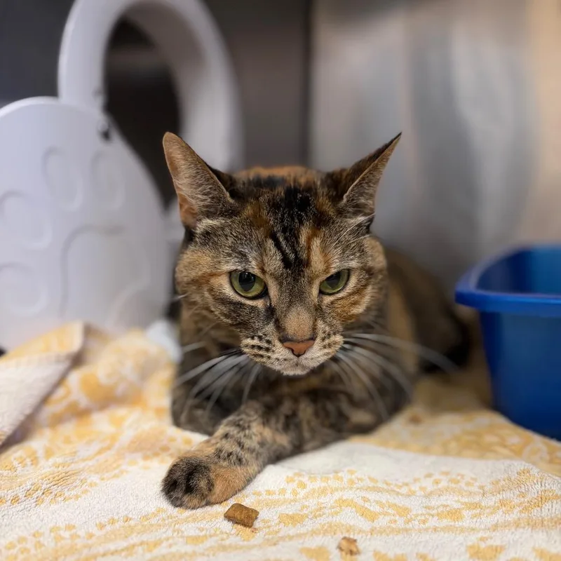 An adult large-sized female Calico Domestic Medium Hair cat named Sapphire for adoption in Perkiomenville, PA