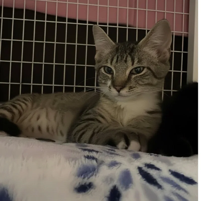 A baby medium-sized female Domestic Short Hair cat named Beans for adoption in Blasdell, NY