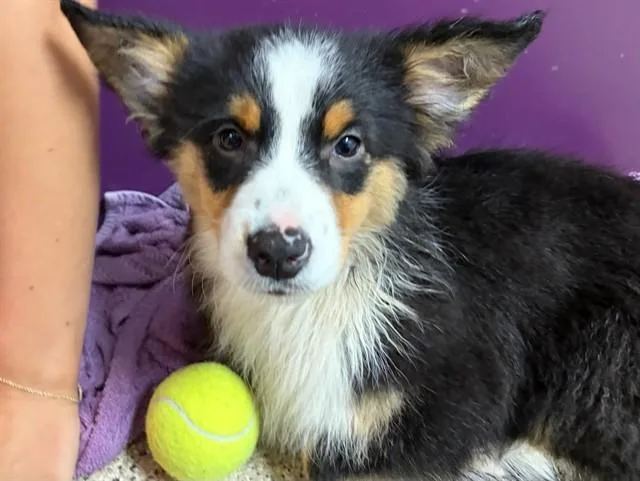 A baby small-sized male Australian Shepherd dog named Coriander for adoption in Ames, IA