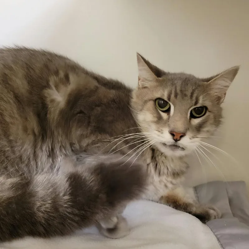 A senior medium-sized male Gray / Blue / Silver Domestic Short Hair cat named Grumpy Bear for adoption in Columbia, MO