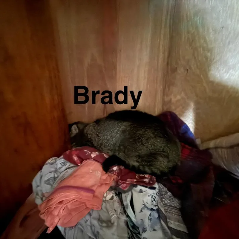 A senior small-sized male White Domestic Short Hair cat named Brady for adoption in Roanoke, VA
