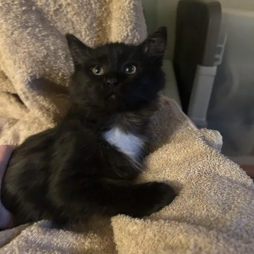 A baby small-sized female Black Domestic Short Hair cat named Ferda for adoption in Fishers, IN