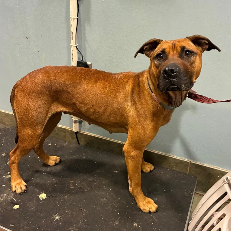 A young medium-sized female Red / Chestnut / Orange Mixed Breed dog named Marnie for adoption in Chattanooga, TN