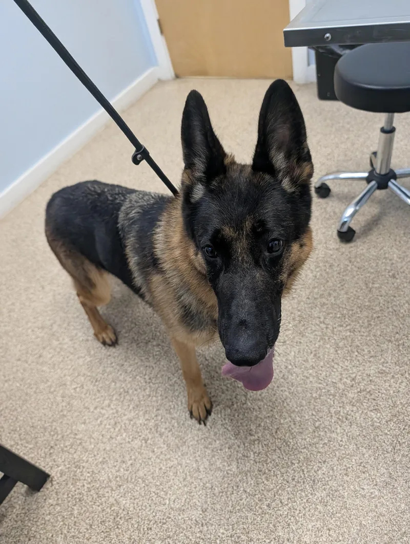 An adult large-sized female Black German Shepherd Dog named Keke for adoption in Johnstown, PA