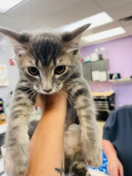 A baby small-sized female Domestic Long Hair cat named Harper for adoption in Palm Coast, FL