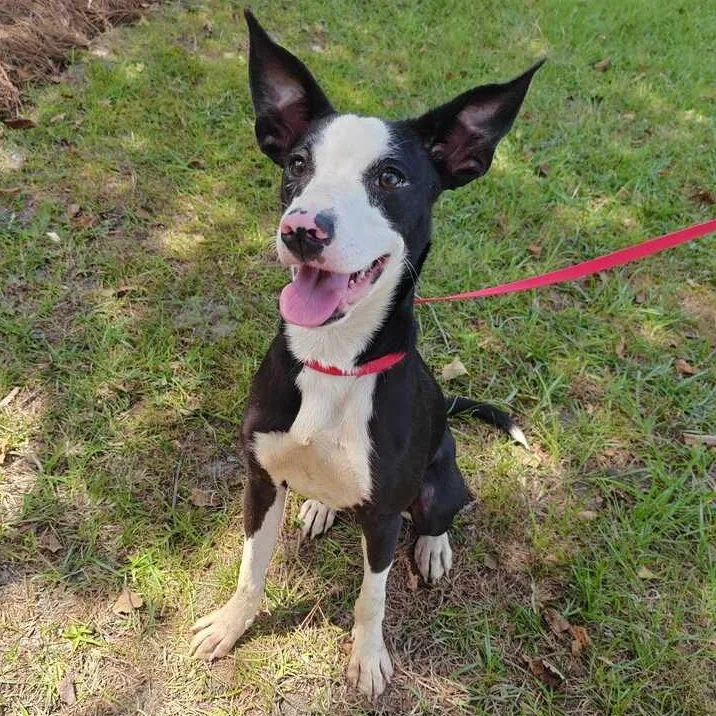 A baby medium-sized female Black Rat Terrier dog named Dakota for adoption in Valdosta, GA