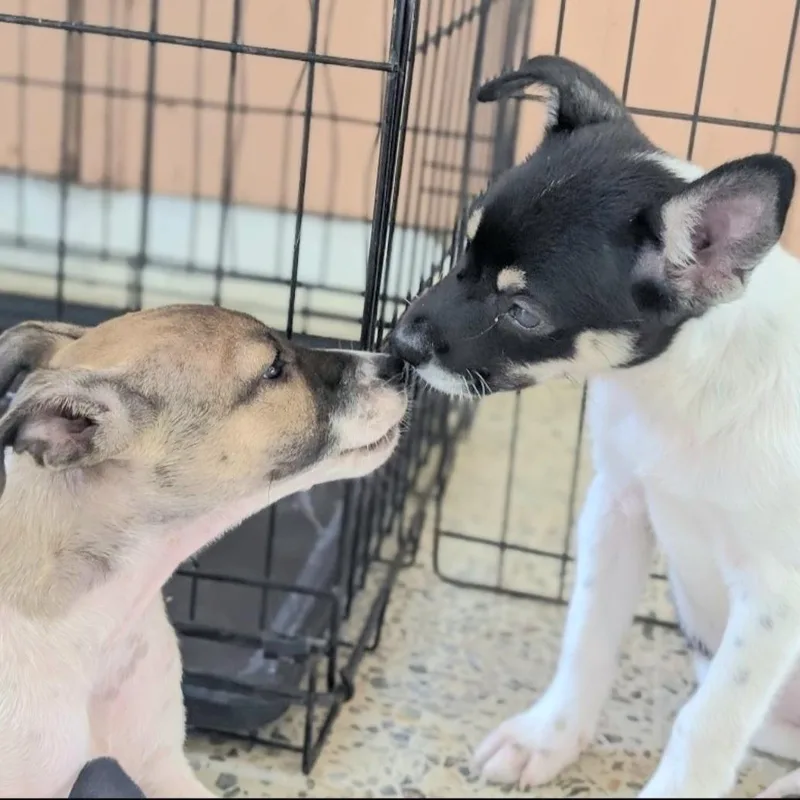 Domino In New York thumbnail 2