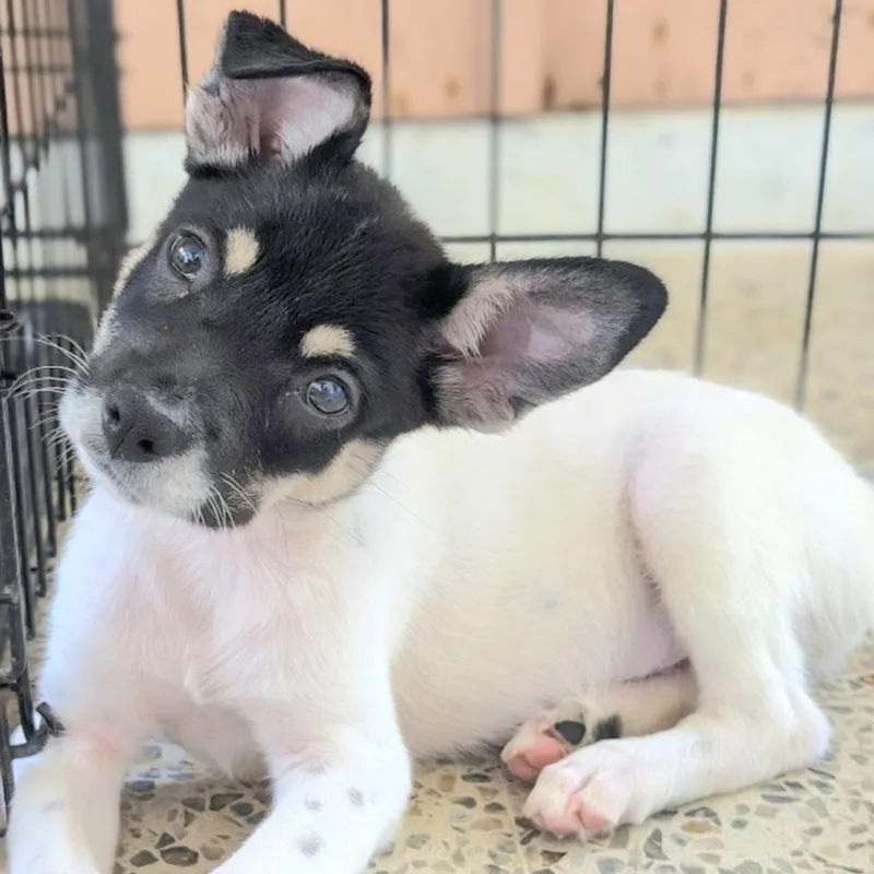 Domino In New York thumbnail 3