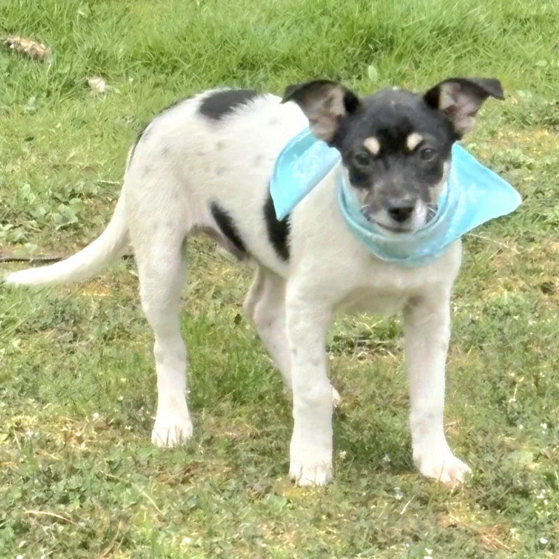 Domino In New York thumbnail 4