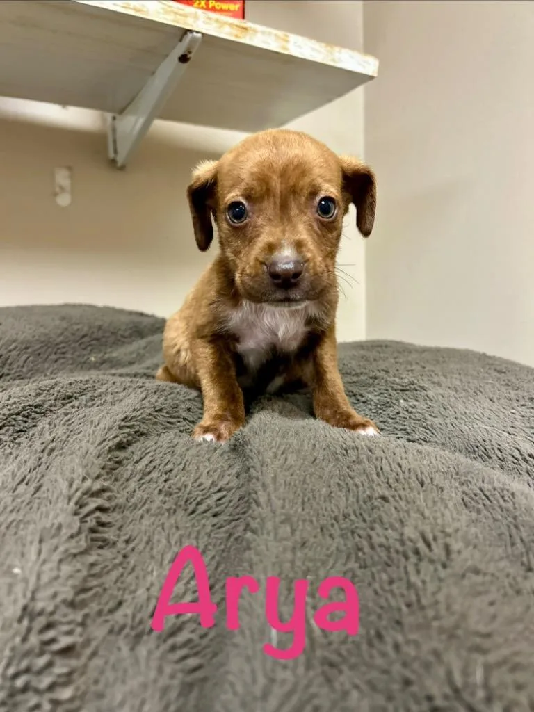 A baby small-sized female Husky dog named Arya for adoption in West Union, OH