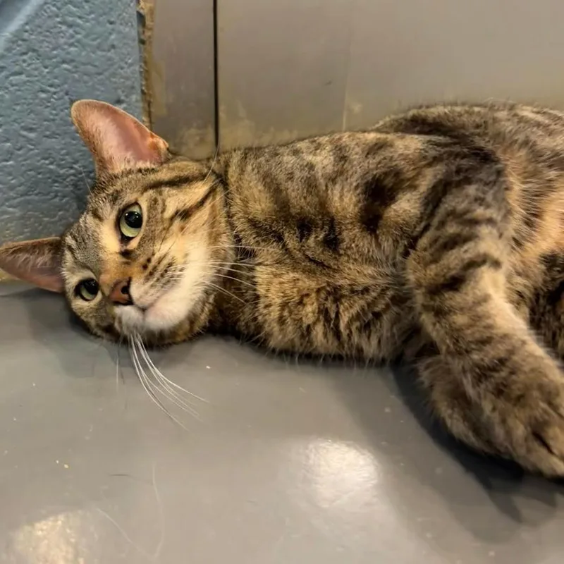 Tip Tail thumbnail 3