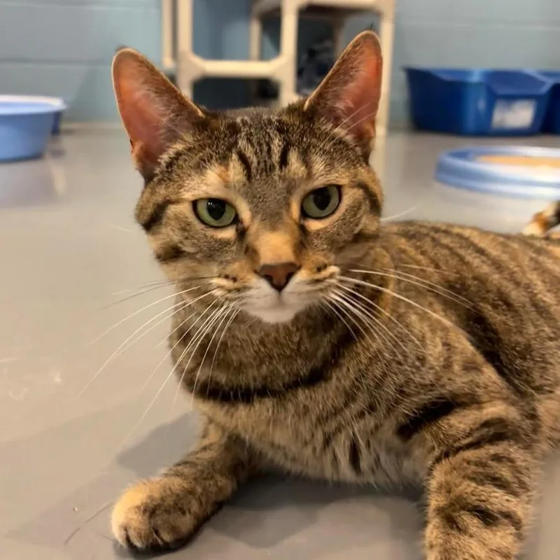 Tip Tail thumbnail 4