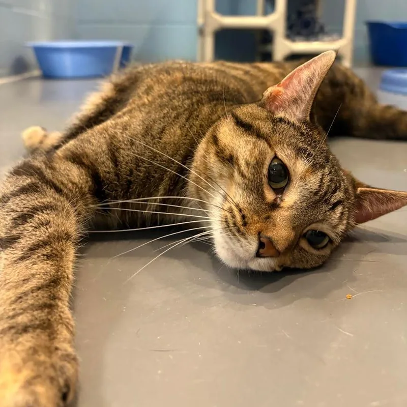 Tip Tail thumbnail 5