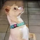 A young small-sized male Chihuahua dog named Pierre for adoption in Chino valley, AZ