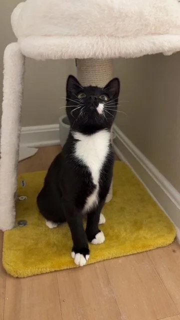 A young medium-sized male Domestic Short Hair cat named Vesper for adoption in Reston, VA