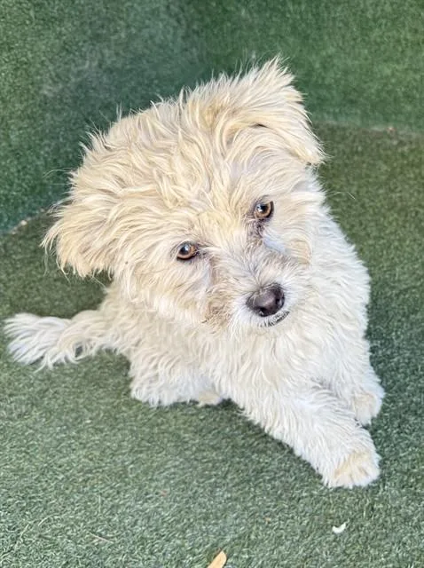 A young small-sized female Poodle dog named Denise for adoption in Lancaster, CA