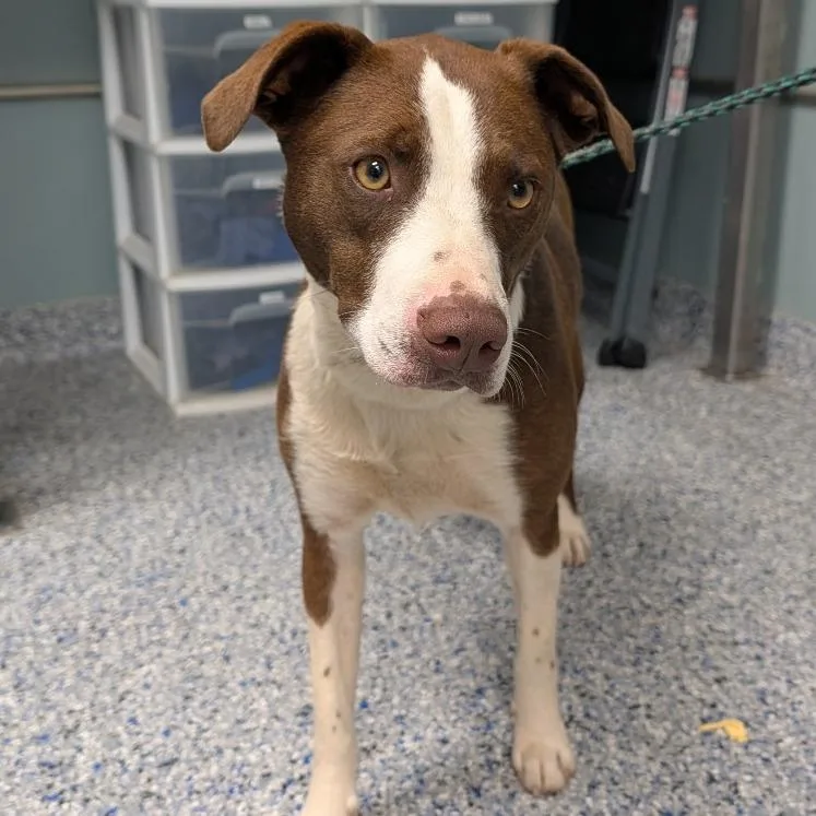 An adult medium-sized female Brown / Chocolate Mixed Breed dog named Cocco for adoption in Greenville, SC
