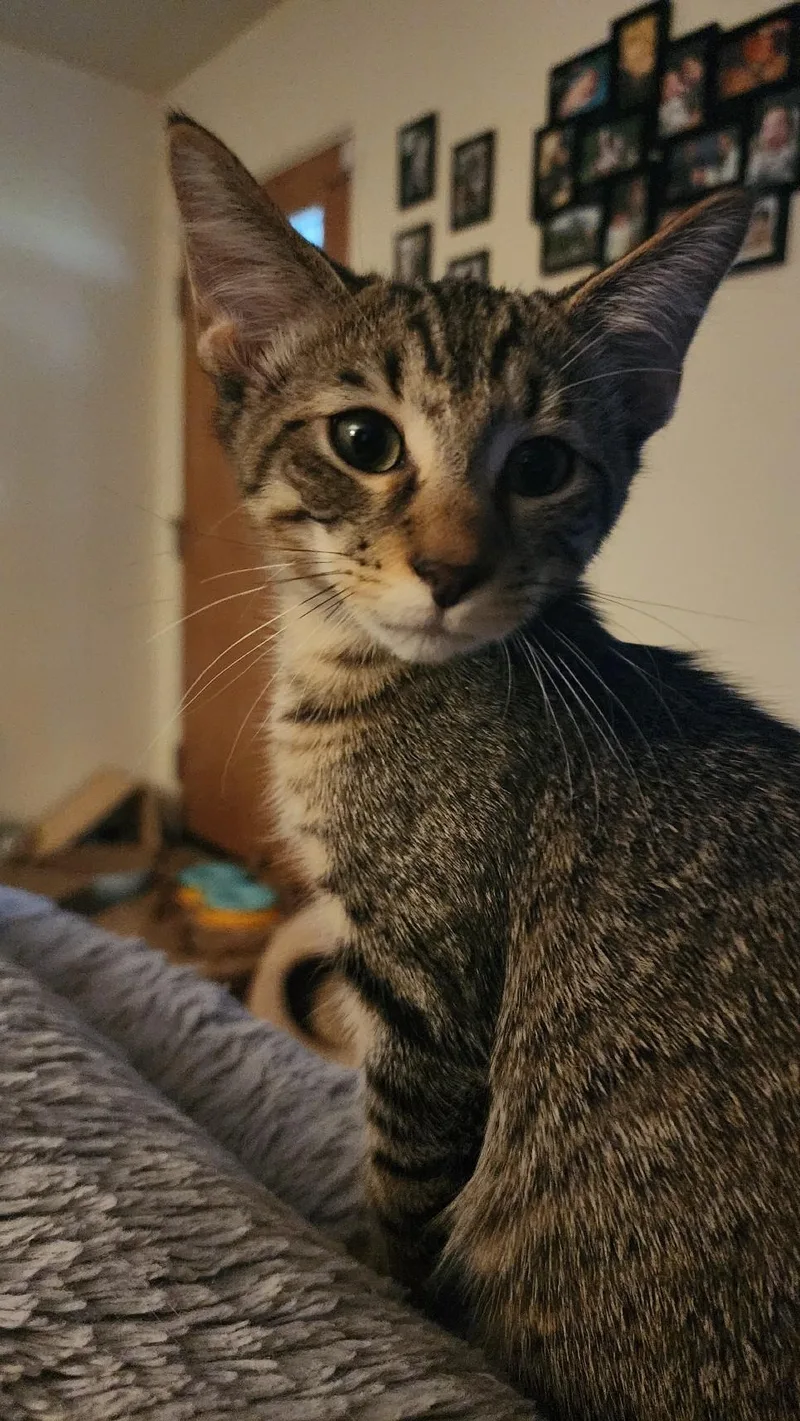 A baby small-sized male Tabby (Gray / Blue / Silver) Domestic Short Hair cat named Gilly for adoption in Indianapolis, IN