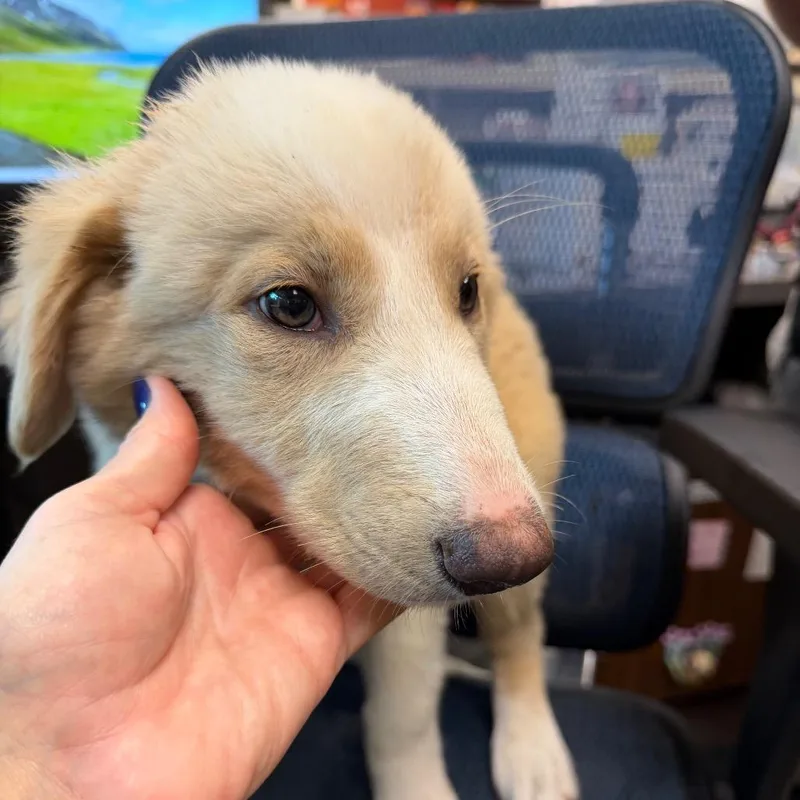 A baby medium-sized male White / Cream Australian Shepherd dog named Benjamin Franklin for adoption in Norman, OK