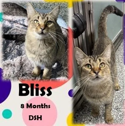 A young medium-sized female Tabby (Brown / Chocolate) Domestic Short Hair cat named Bliss for adoption in Franklin, IN