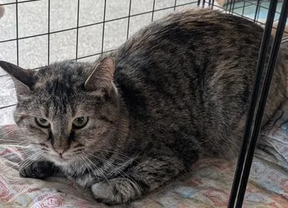 An adult medium-sized female Domestic Short Hair cat named Shiloh for adoption in Shawano, WI