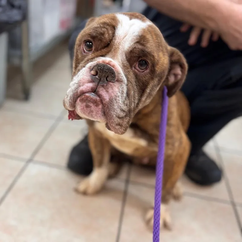 An adult medium-sized male Brindle English Bulldog dog named Frankie for adoption in Birmingham, AL