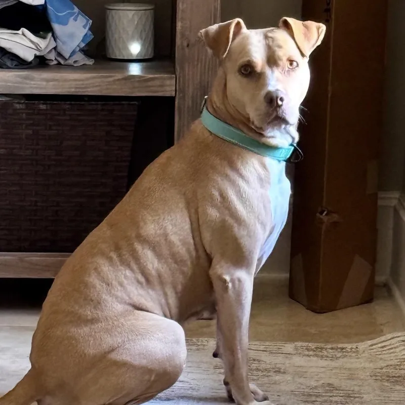 Bella