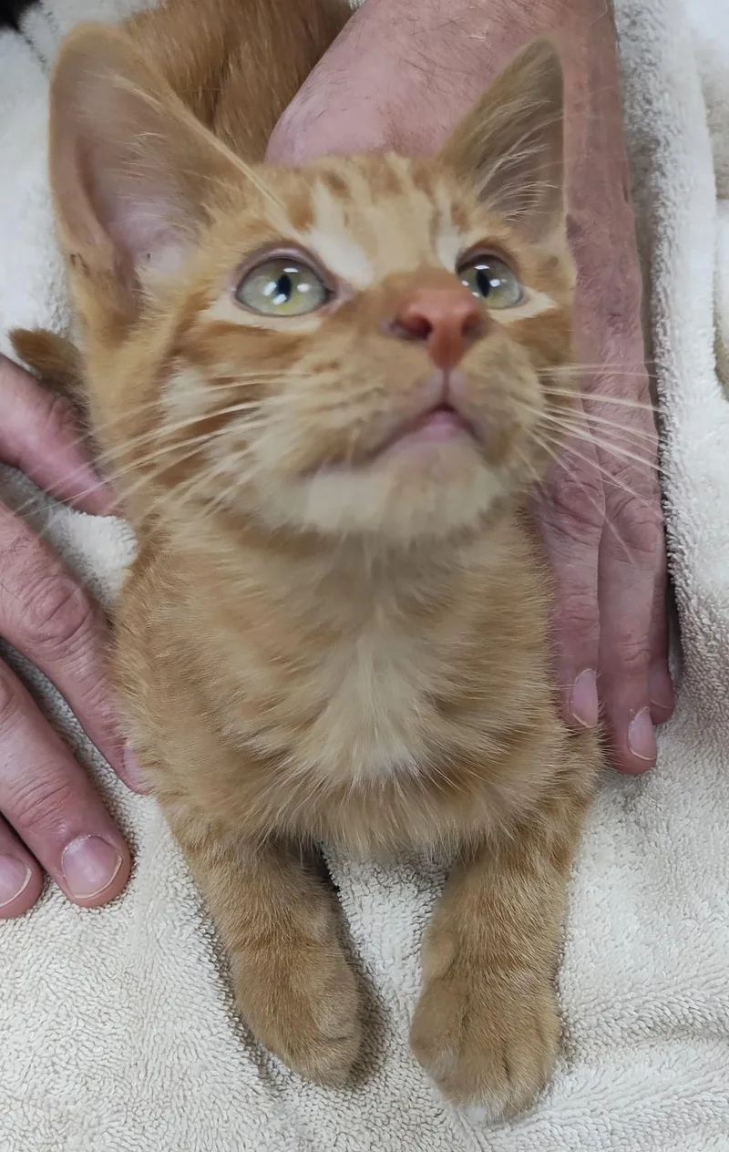 A young medium-sized male Tabby (Orange / Red) Domestic Short Hair cat named Steve for adoption in Norcross, GA