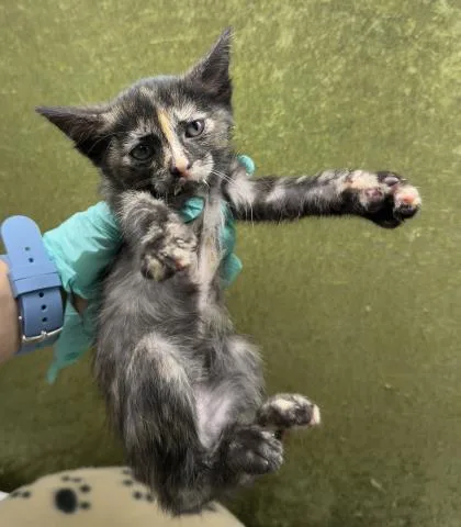 A baby small-sized female Domestic Short Hair cat named Mochi for adoption in Riverside, CA