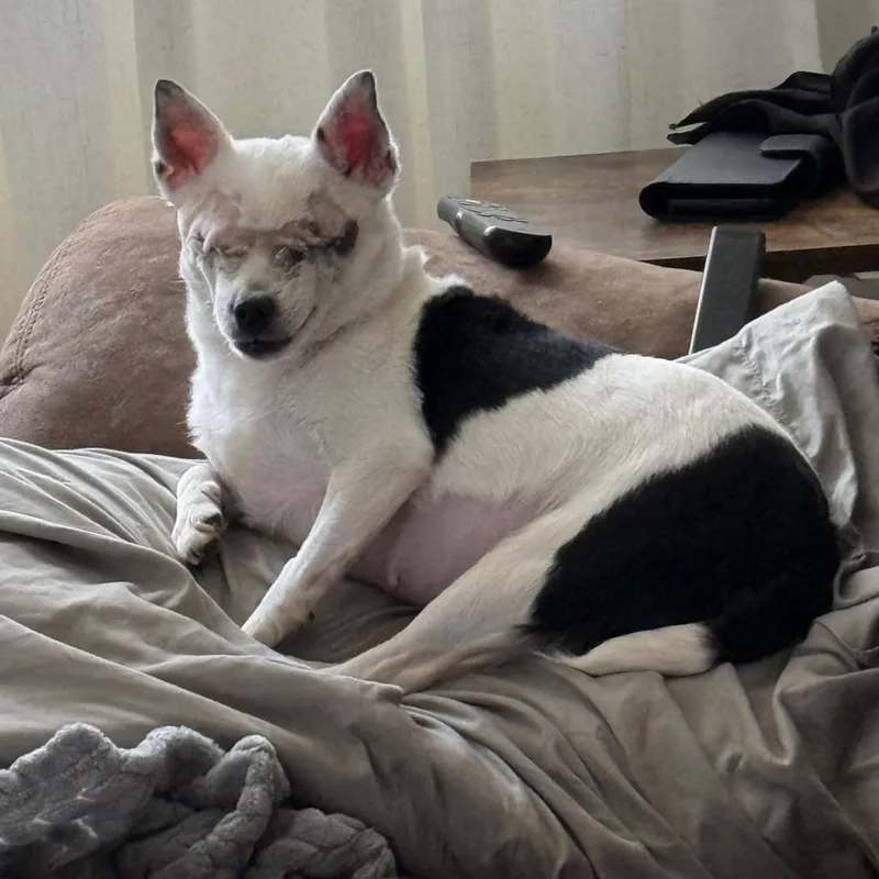 Callie