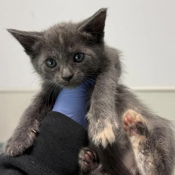 A baby small-sized female Domestic Short Hair cat named Bailey for adoption in Escondido, CA
