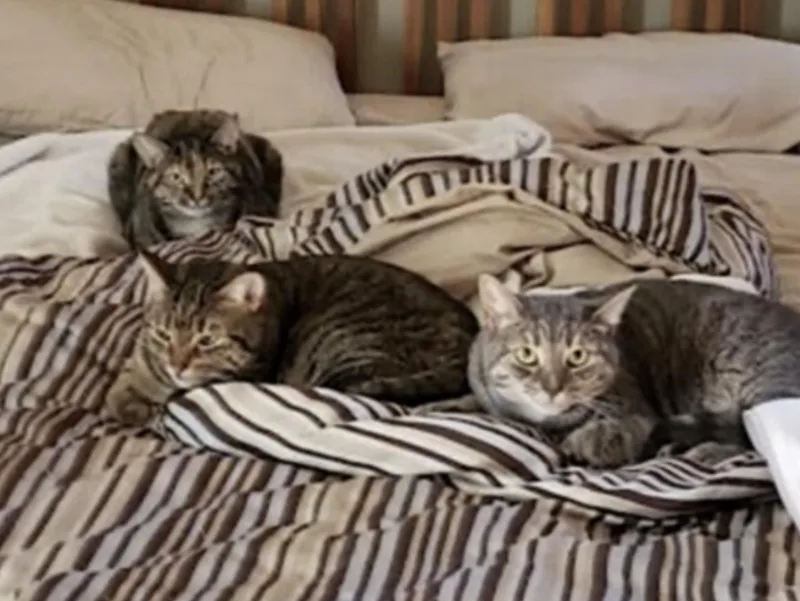 A senior large-sized female Tabby (Gray / Blue / Silver) Domestic Short Hair cat named Cali for adoption in Amherst, MA