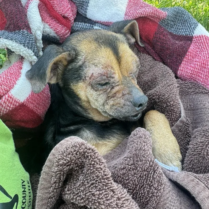 A senior small-sized female Black Mixed Breed dog named Ruthie for adoption in Red House, WV