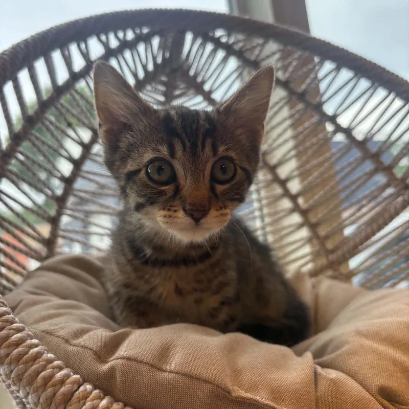 A baby small-sized male Brown / Chocolate Domestic Short Hair cat named Peep for adoption in Pasadena , MD