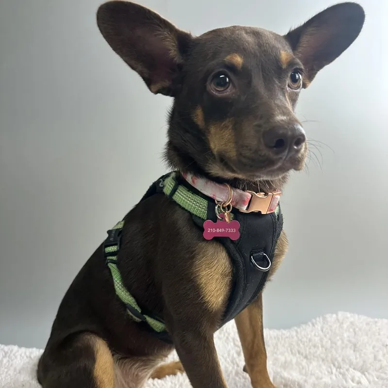 A baby small-sized female Brown / Chocolate Chihuahua dog named Reese for adoption in San Antonio, TX