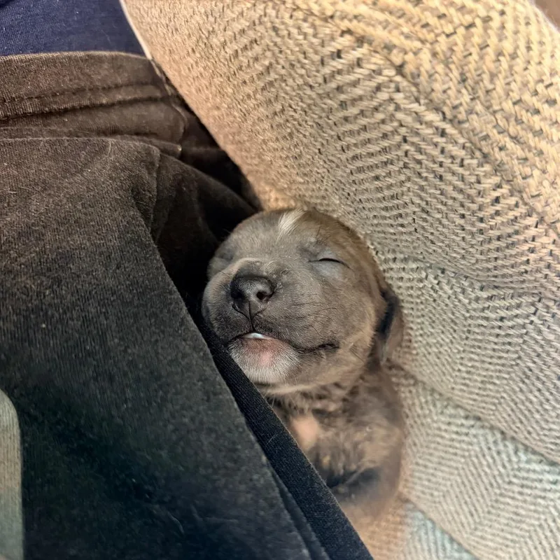 A baby small-sized female Brindle Pit Bull Terrier dog named August for adoption in Durham, NC