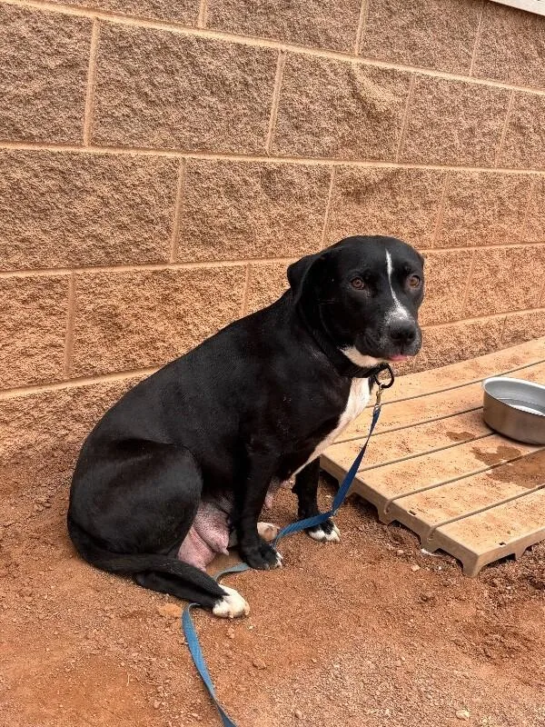 An adult medium-sized female Black Mixed Breed dog named Melody for adoption in Hobbs, NM