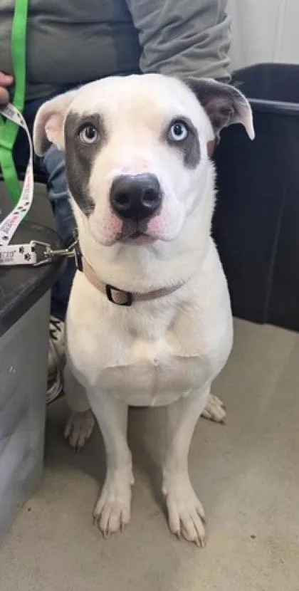 A young medium-sized female Siberian Husky dog named Luna for adoption in Buffalo, MN