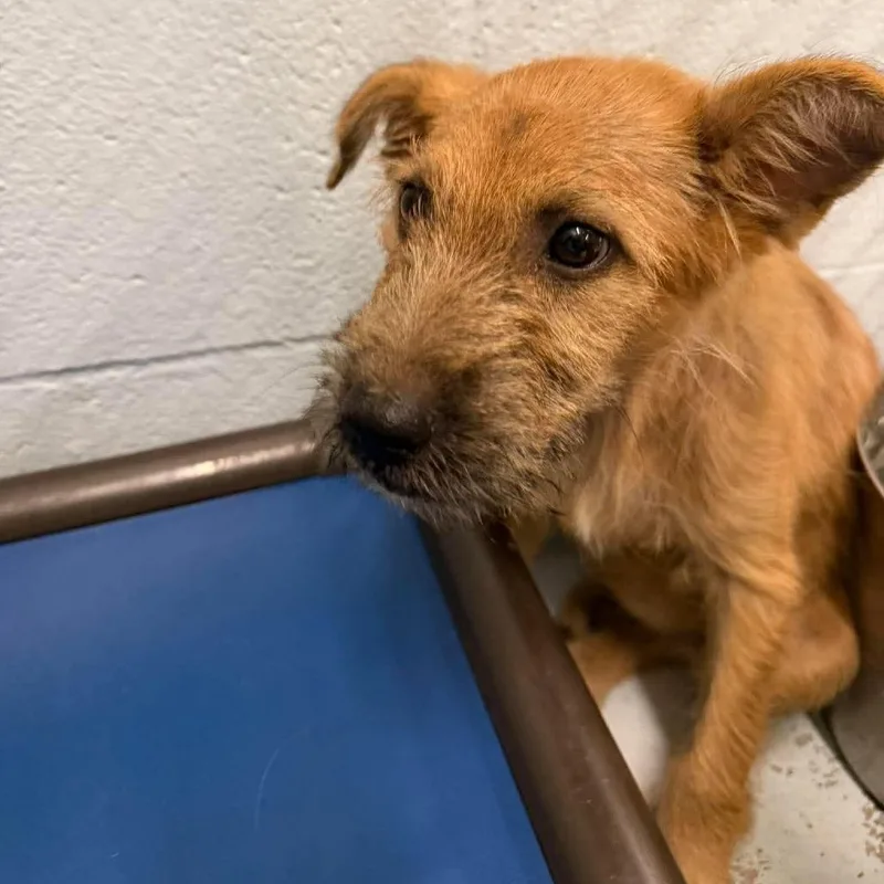 A baby small-sized female Shepherd dog named Dory for adoption in Bastrop, TX