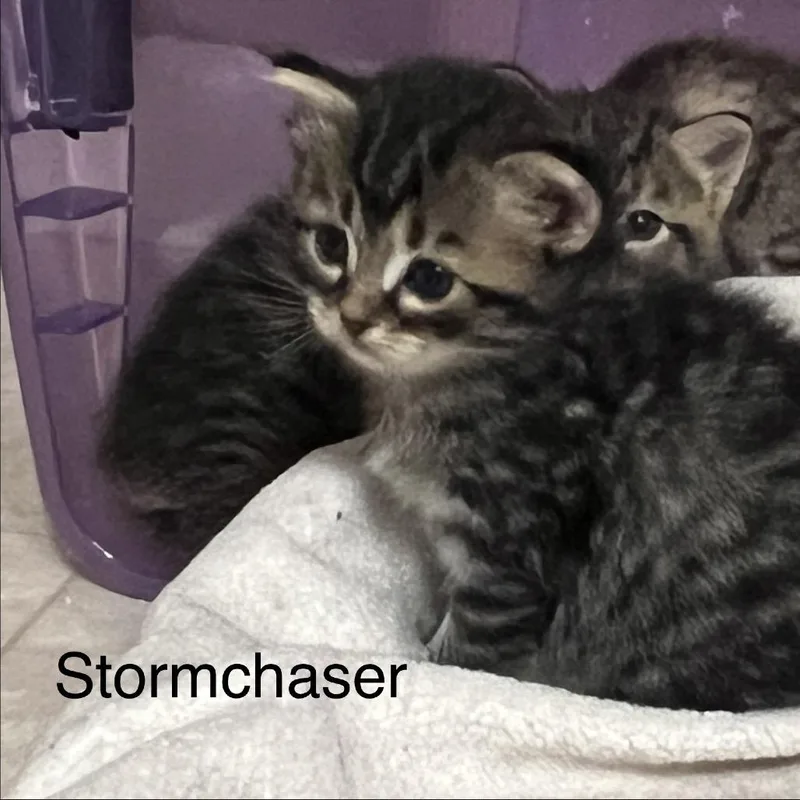 Stormchaser