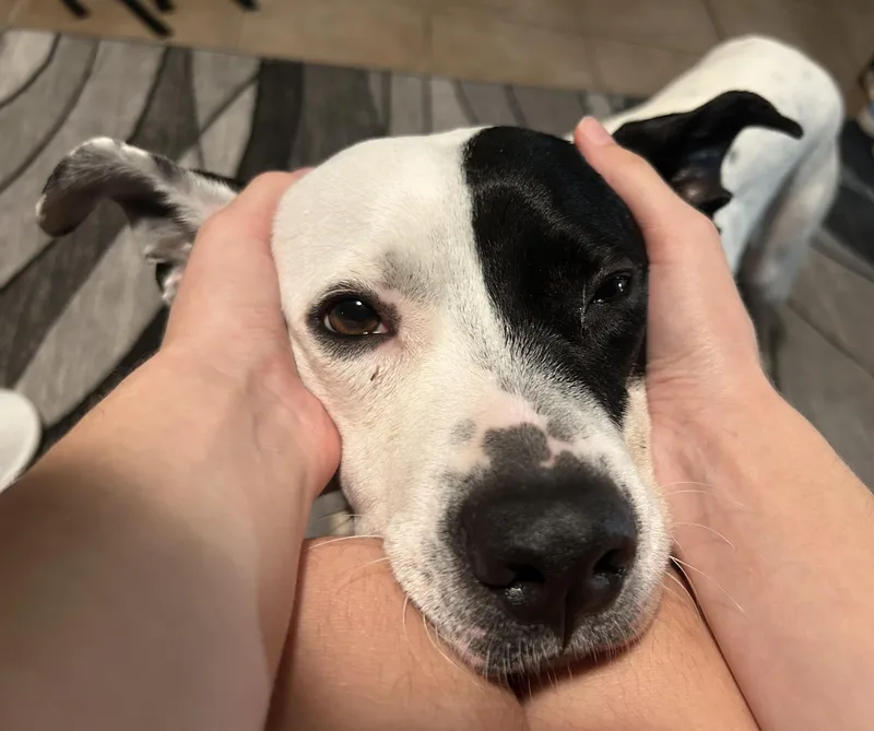 Ellie lap doggie thumbnail 5