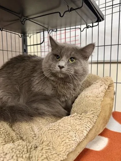 An adult medium-sized male Domestic Short Hair cat named Ranch for adoption in Aberdeen, SD
